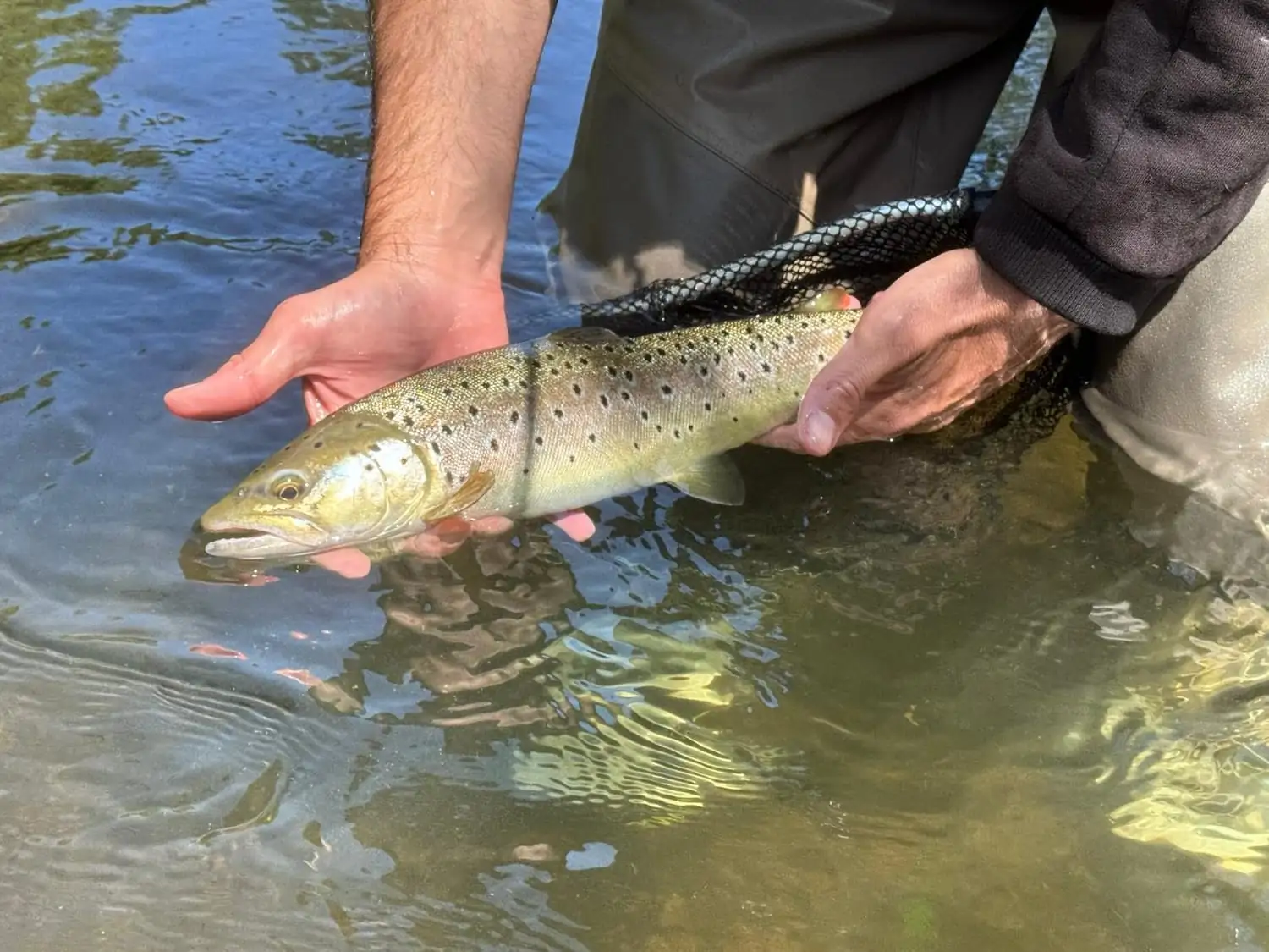 Nymphe au fil en été